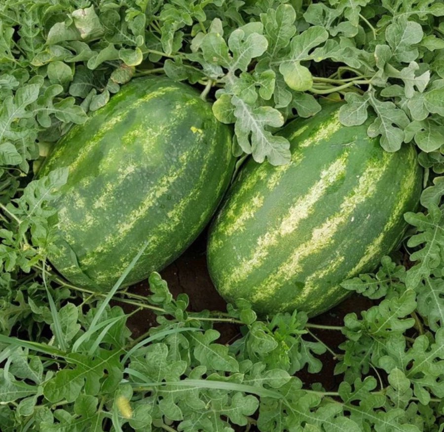 საზამთრო