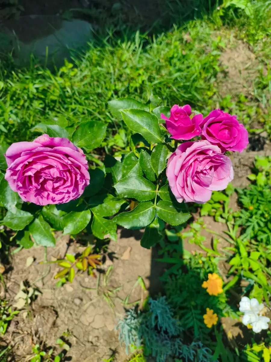 დეკორატიული მცენარეები