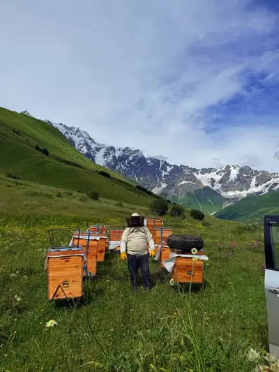 თაფლი