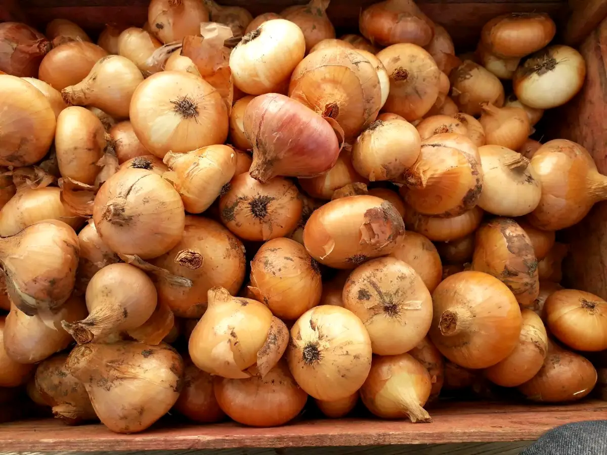იყიდება თავი ხახვი