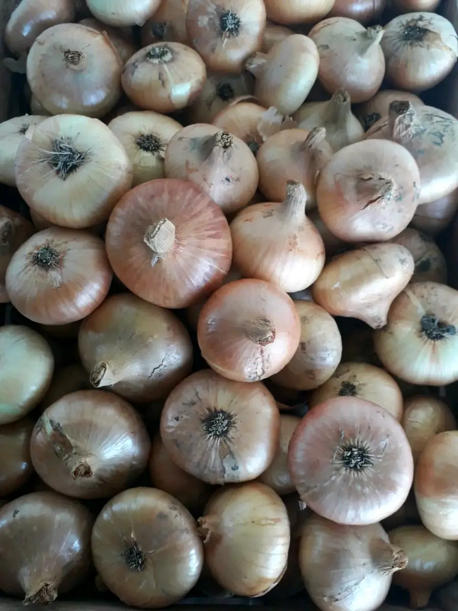 ხახვი