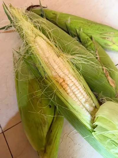Кукуруза