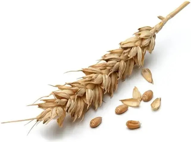 ხორბალი
