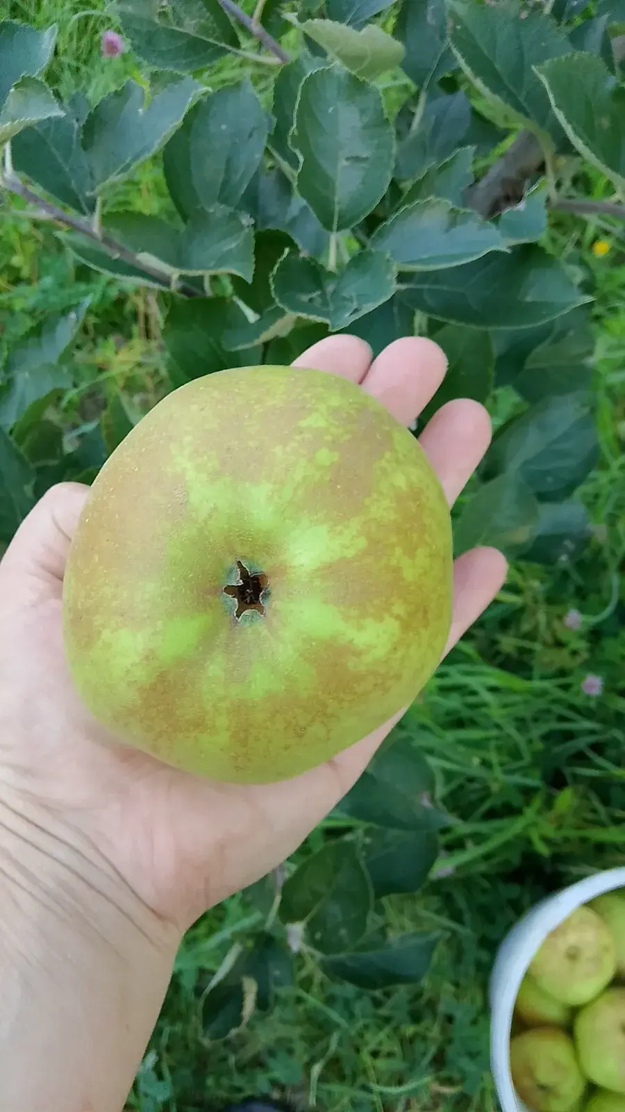 ანტონოვკა