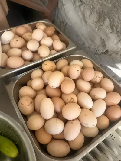 Eggs