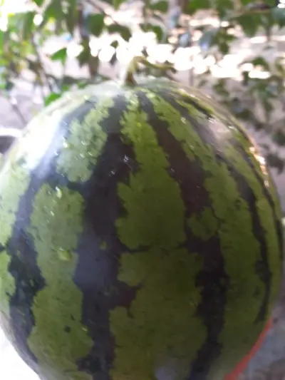 ყვითელგულა საზამთრო