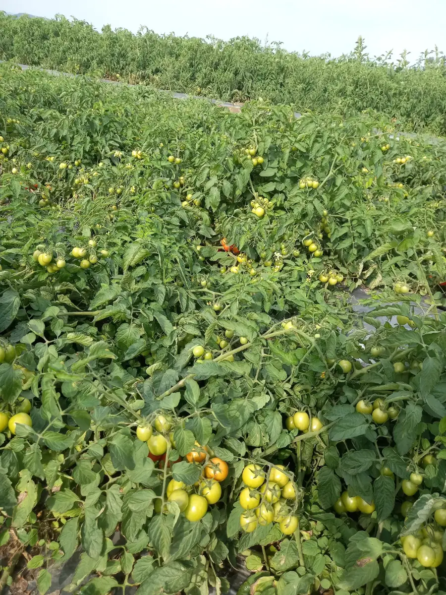 პომიდორი ჩერი