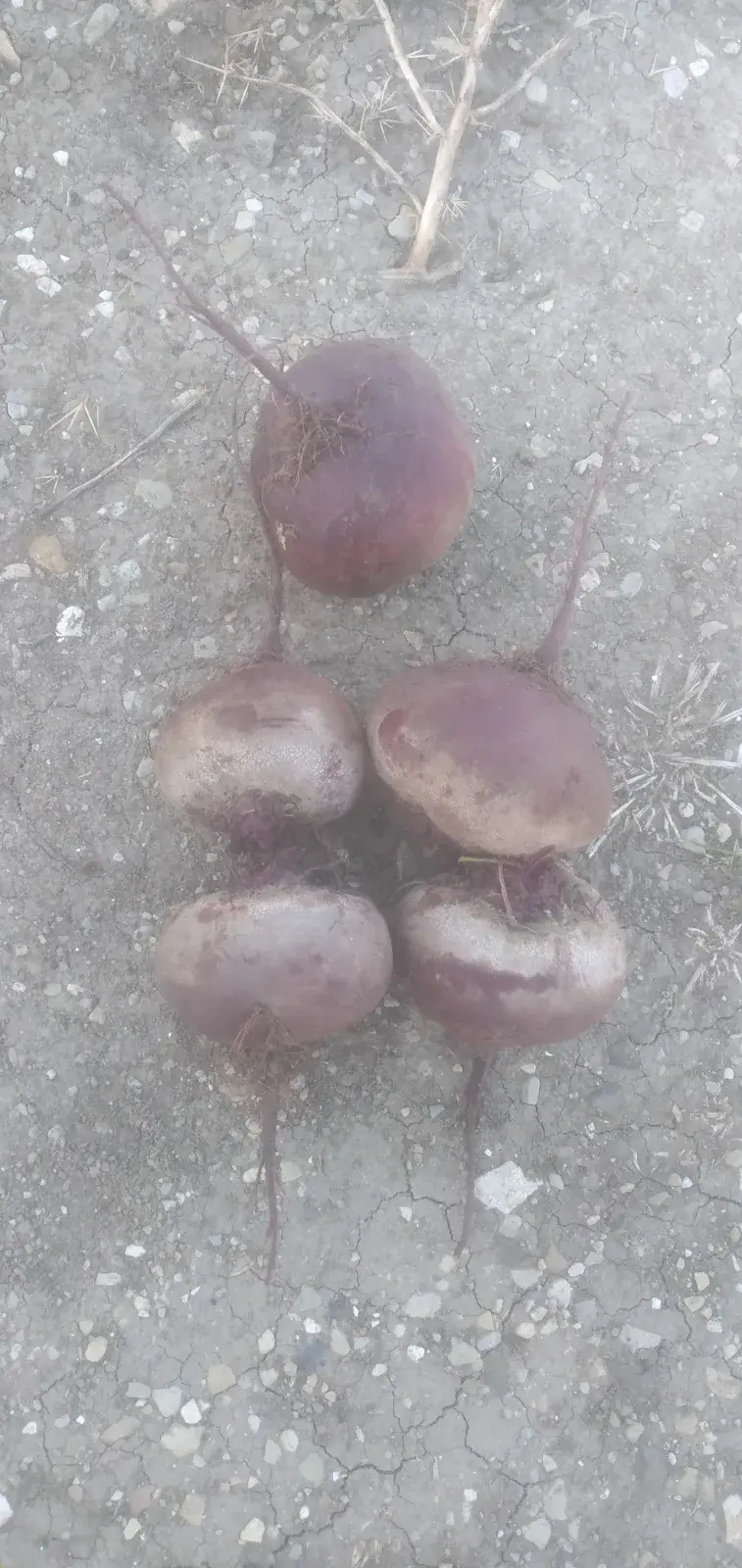 ჭარხალი