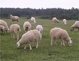 Sheep, lamb