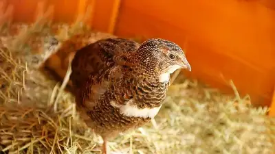 Quail
