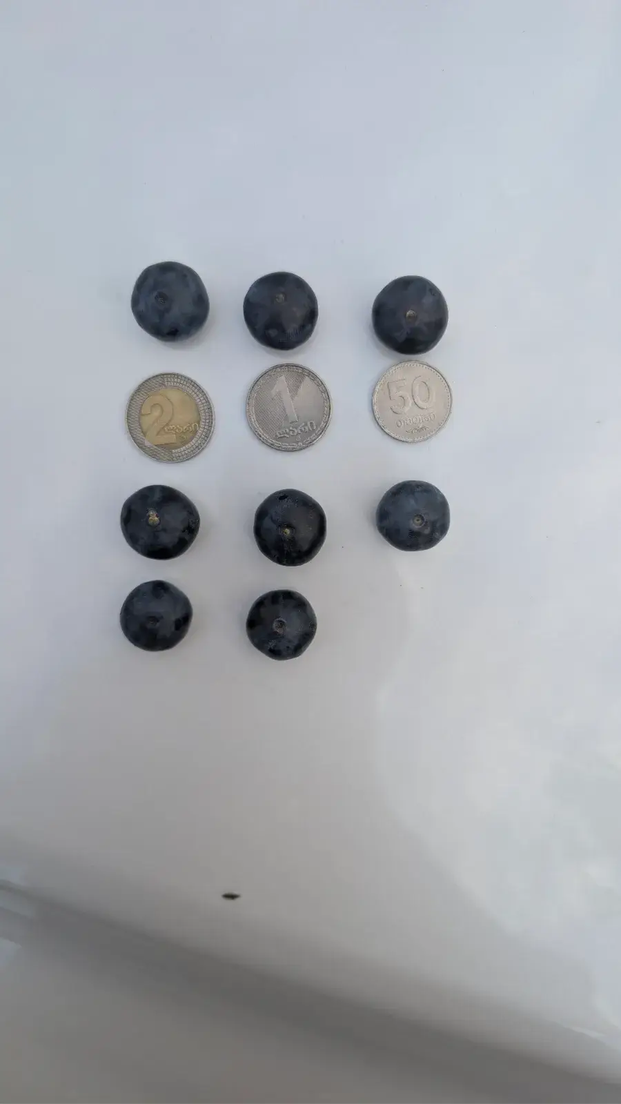 ლურჯი მოცვი