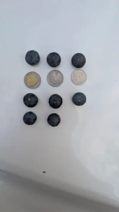 ლურჯი მოცვი