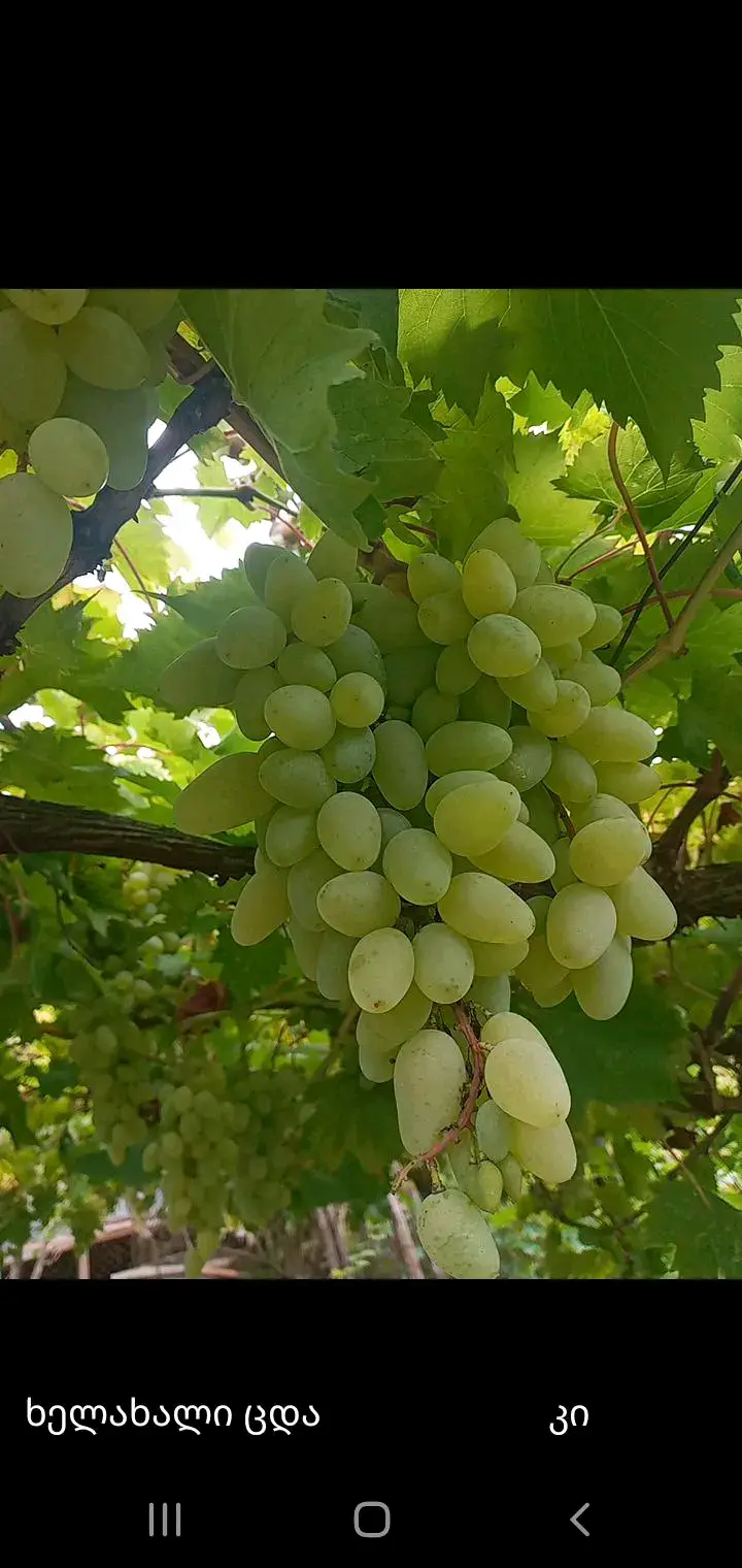 თეთრი თითა