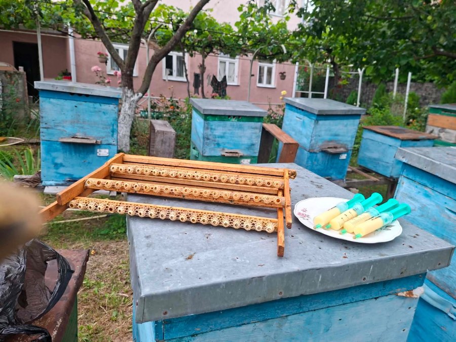 ფუტკრის რძე