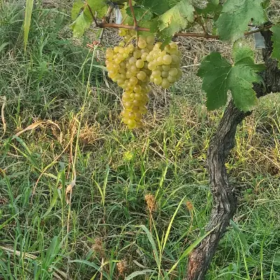 Виноград