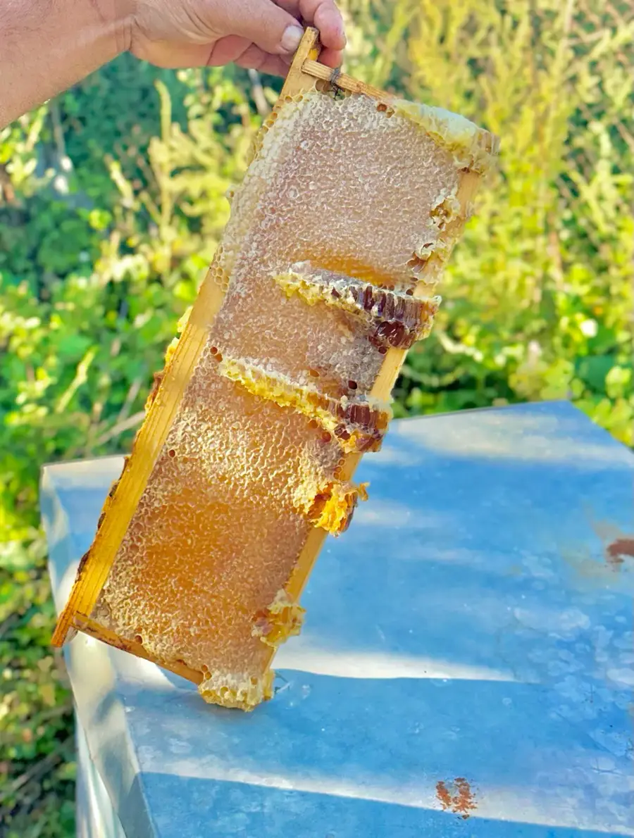 თაფლი
