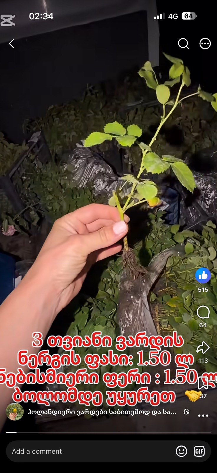 ვარდის ნერგი ღია ფესვით 3 თვიანი, 1 და 2 წლის ასაკის