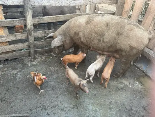 Duroc breed pigs