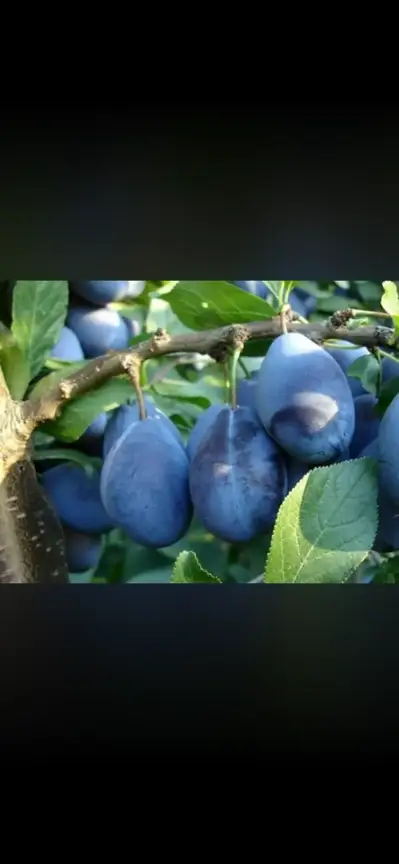 ქლიავი სტერლი