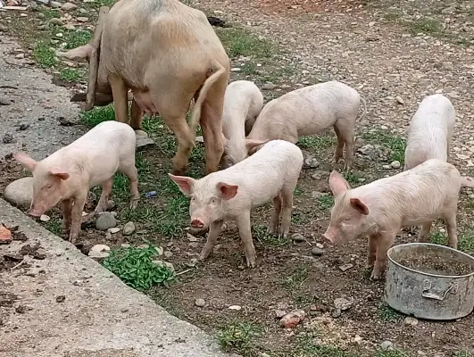 Piglets