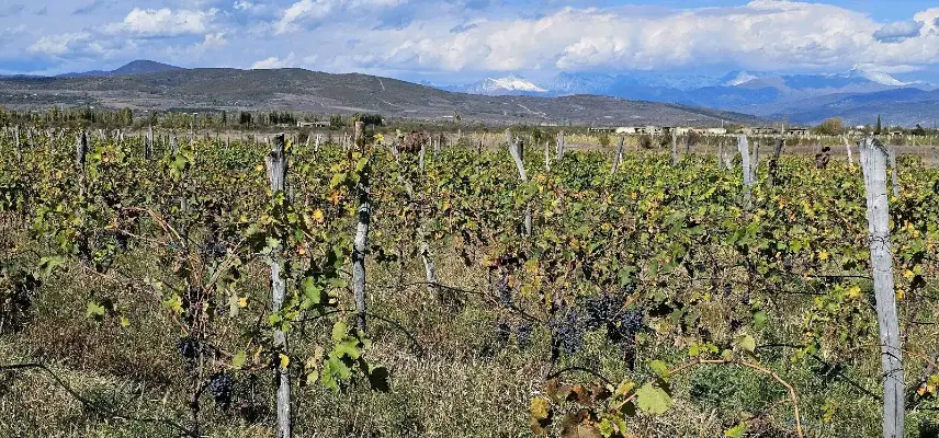 Shavkapito grapes