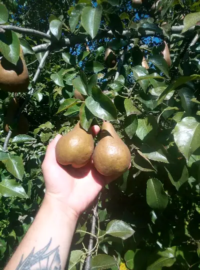Aleksandrouli Pear