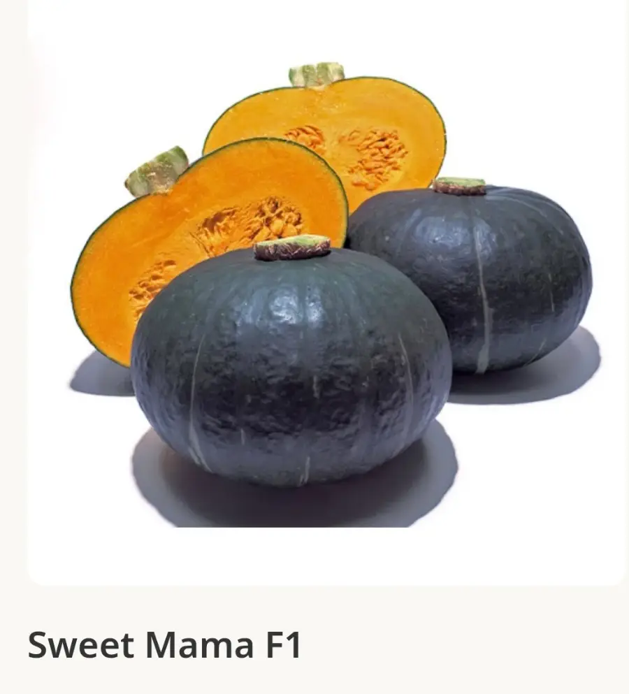 გოგრა (sweet mama)