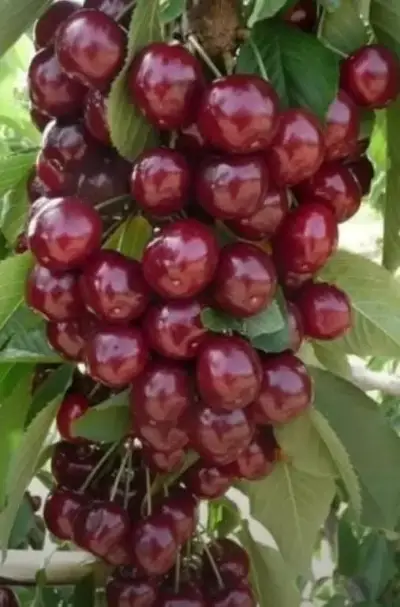 ბლის ნერგი