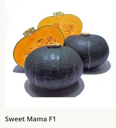 Тыква (sweet mama)