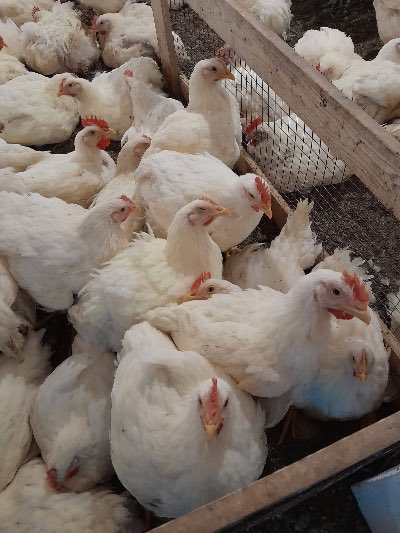 Broiler