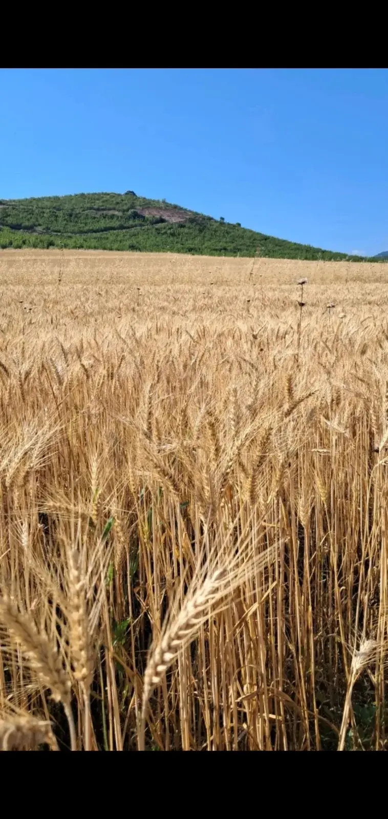 ხორბალი