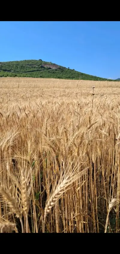 ხორბალი