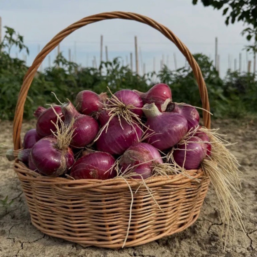 ხახვი
