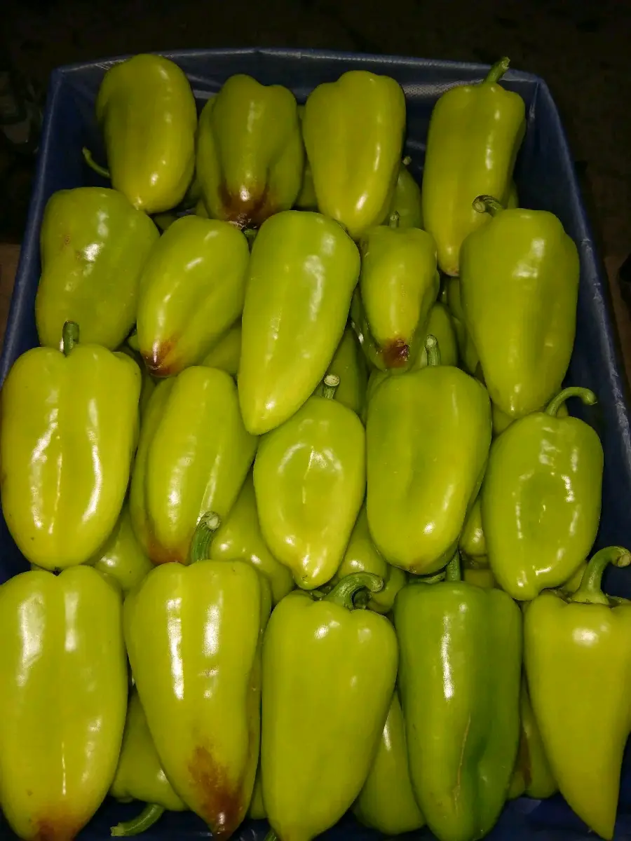 ჩიფსი