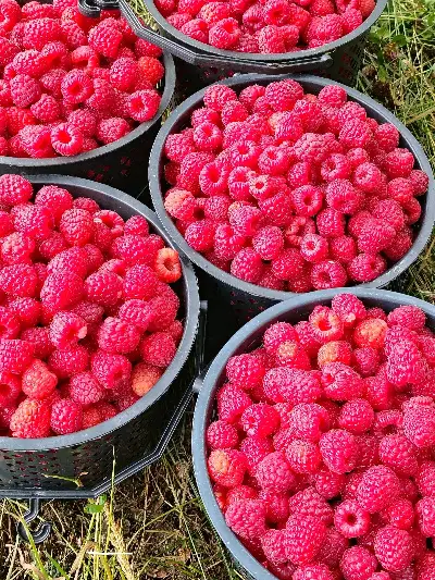 Raspberries