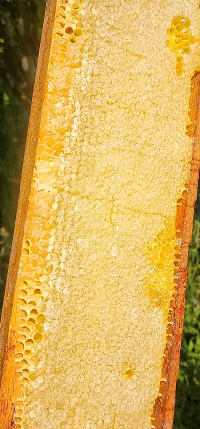 Honeycomb honey