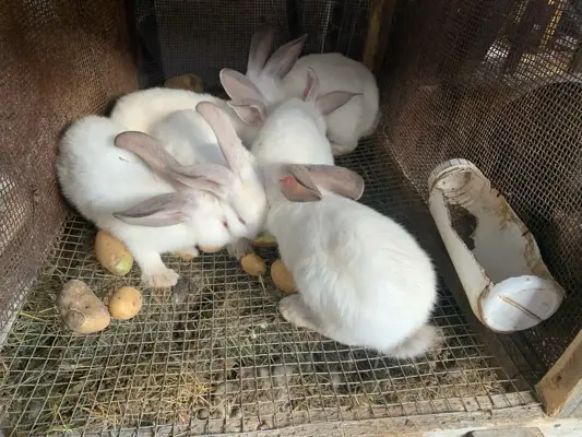 Rabbits