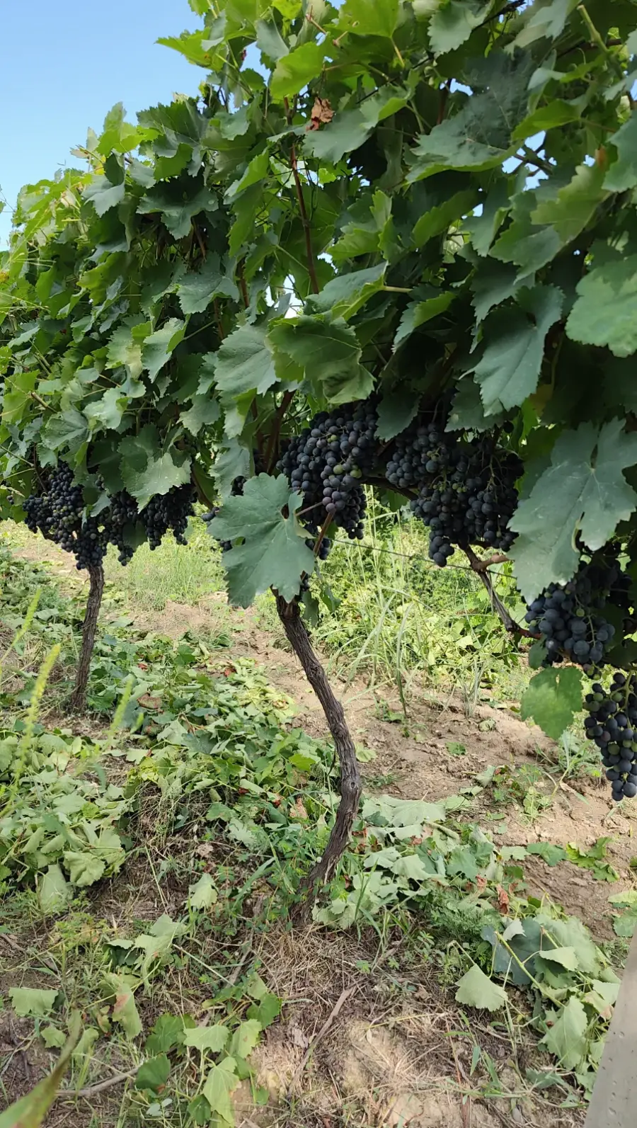 ყურძენი,საფერავი