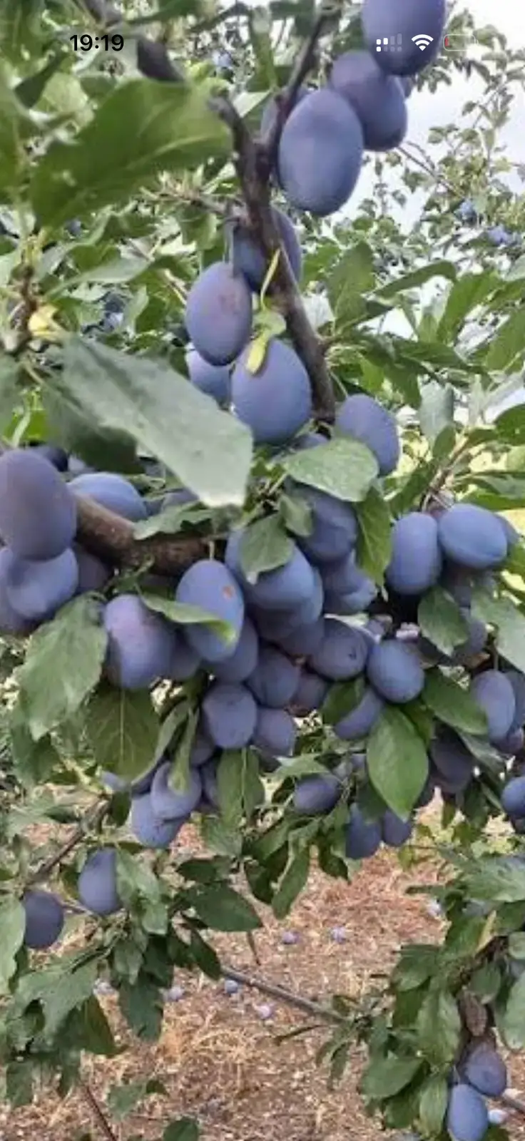 სტენლი შავი ქლიავი