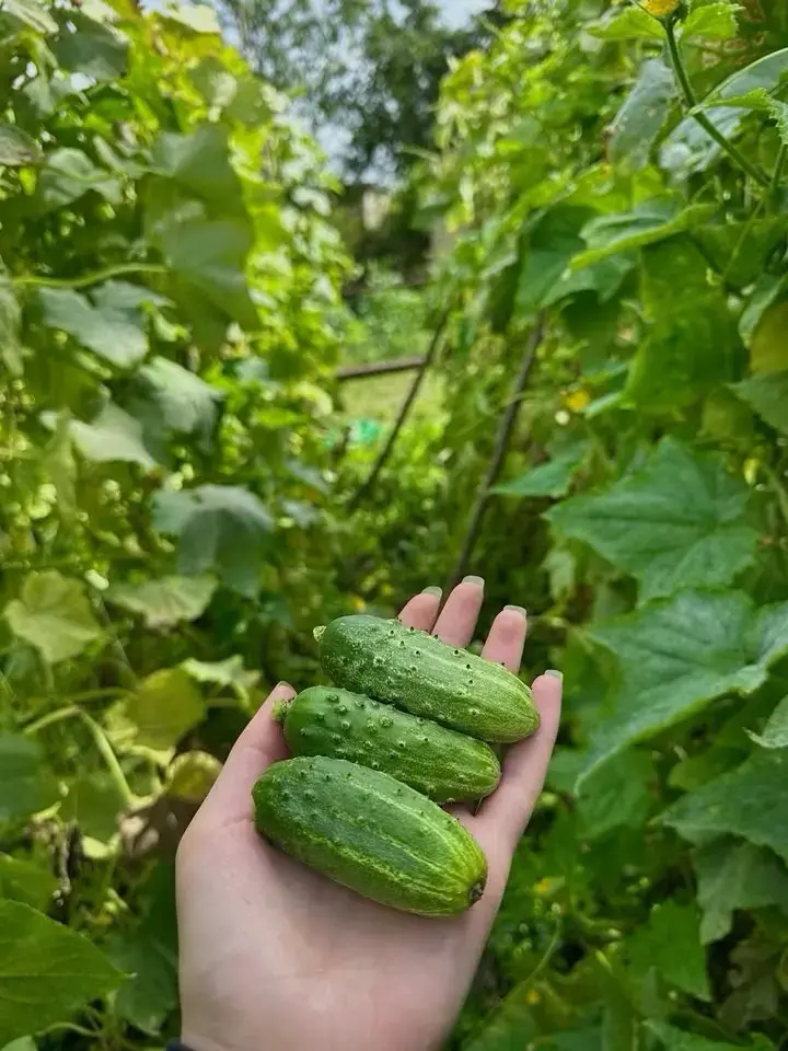 კიტრი