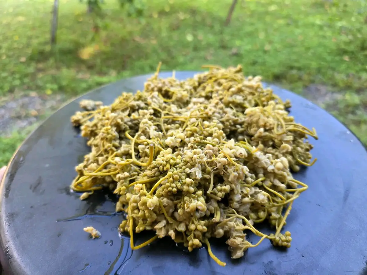ჯონჯოლი