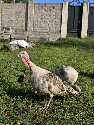 Turkey
