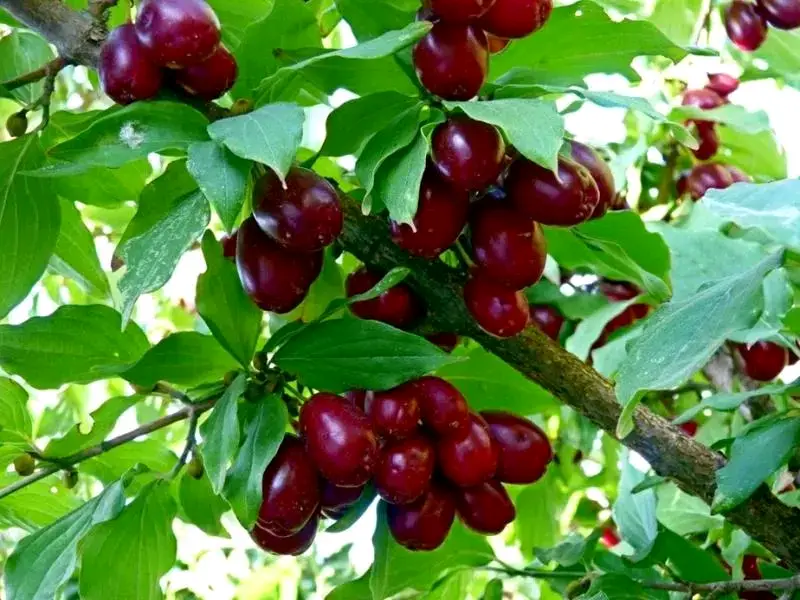 იყიდება ბიო შინდი უწამლი