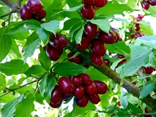 For sale bio cornelian cherry unsprayed