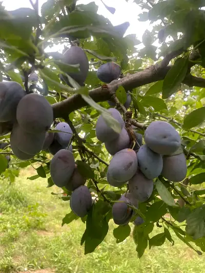 Georgian unsprayed bio black plum