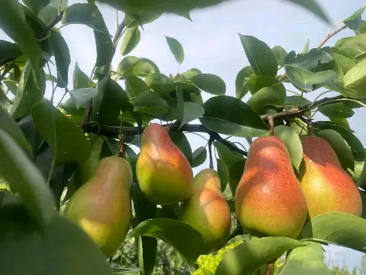 Dedofala pear