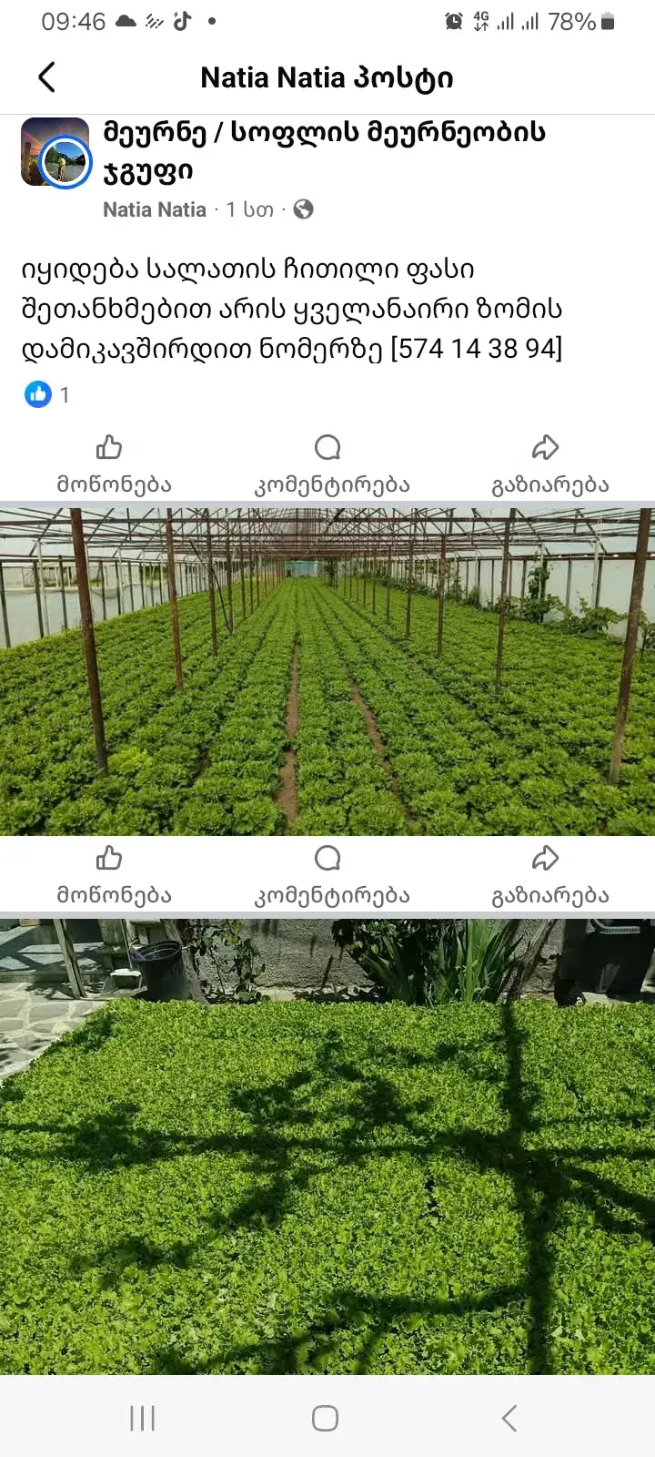 სალათის ფოთოლი
