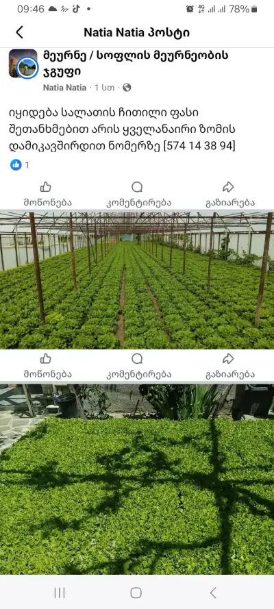 სალათის ფოთოლი