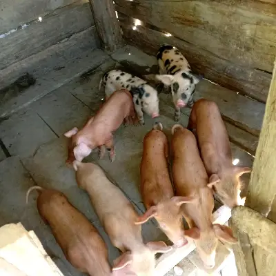 Duroc piglets