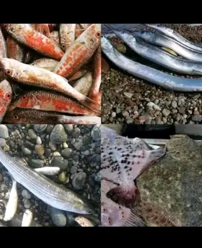 ზღვის თევზი